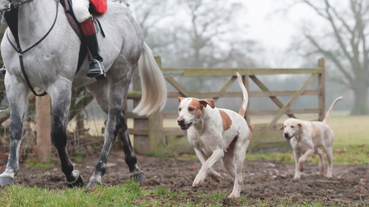 Hopes of safeguarding fox hunting through UNESCO treaty “foolish”