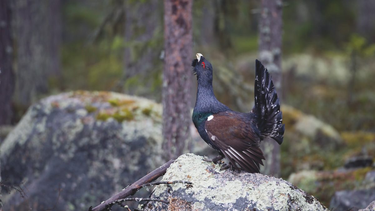 Special police patrols to protect endangered Scottish capercaillie