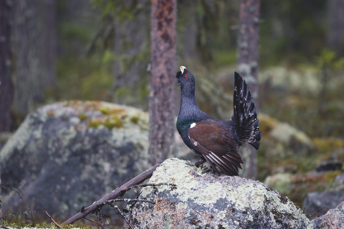 Capercaillie in Scandinavia 