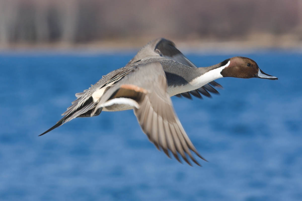 Shooting of four duck species banned in Ireland