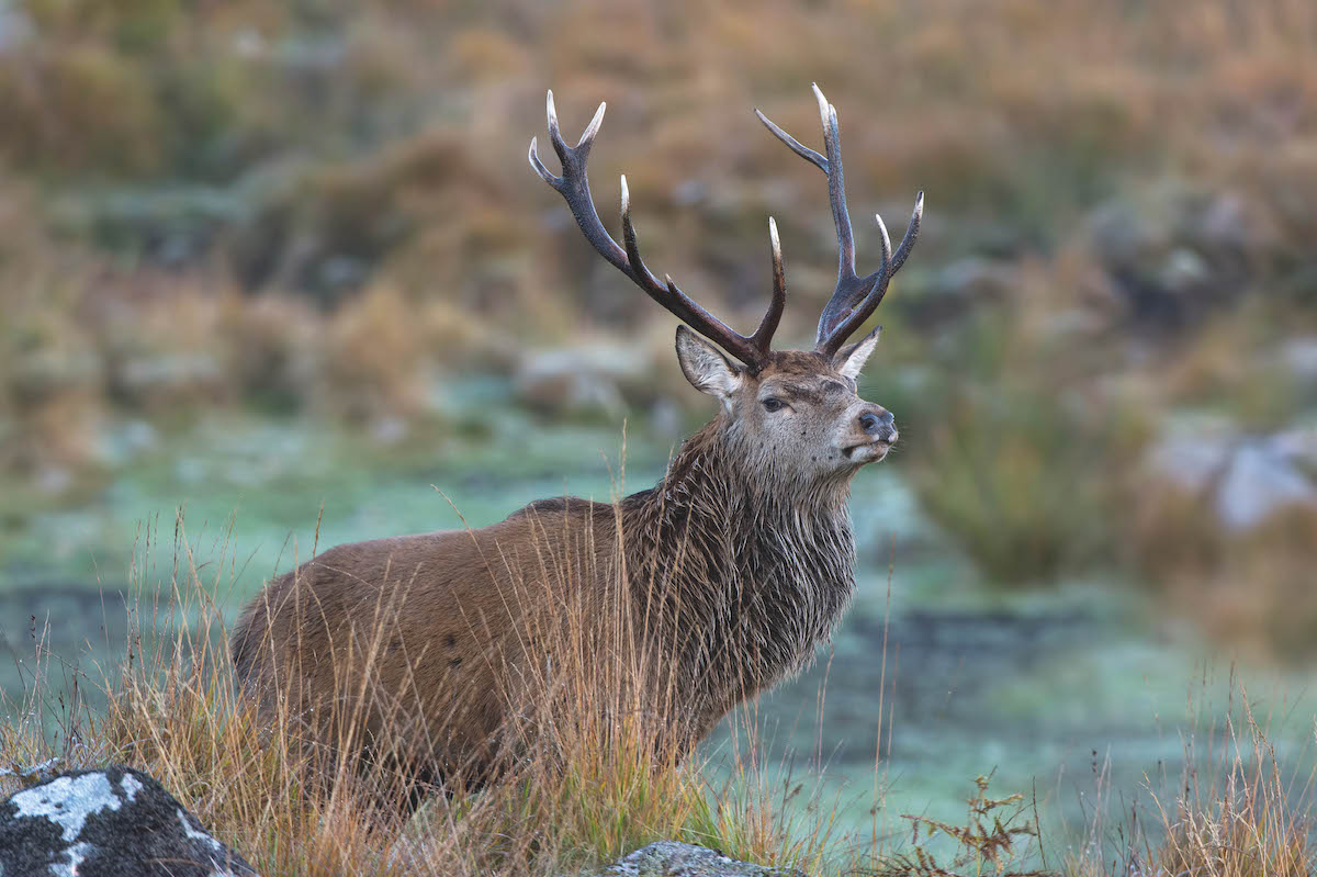 More venison in the third sector