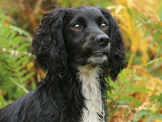 Having to give your gundog away?
