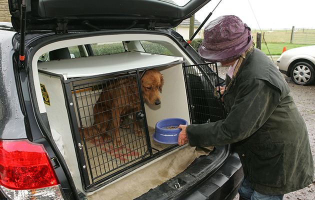 keep dogs safe from car collisions