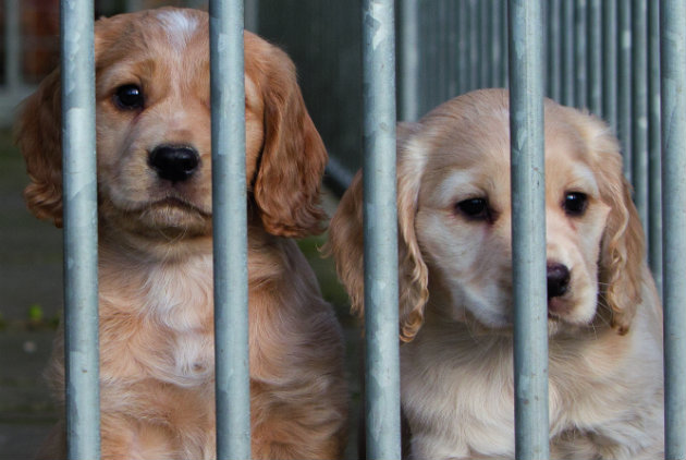 puppies in kennel