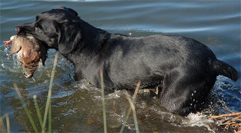 Can you train a gun dog to dive after ducks?