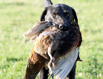 Should I use tug games as a reward after gundog training?