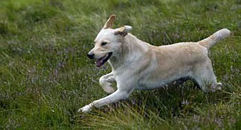 DEFRA launches consultation into dog welfare