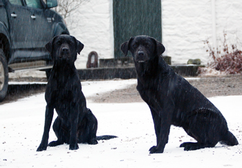 Two black labrador gun dogs missing in Sussex