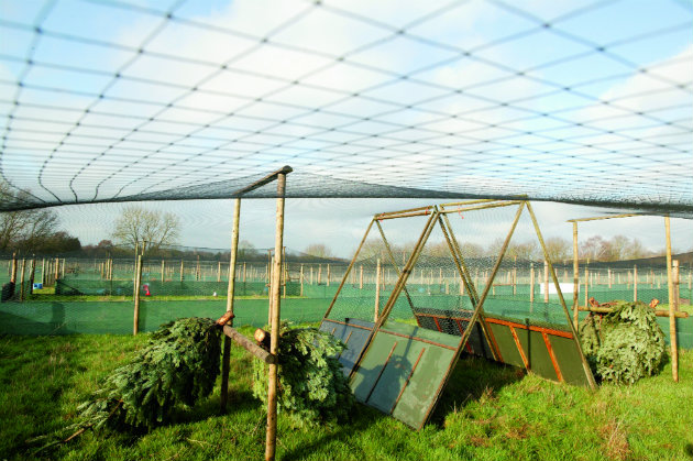 laying pen for pheasants 
