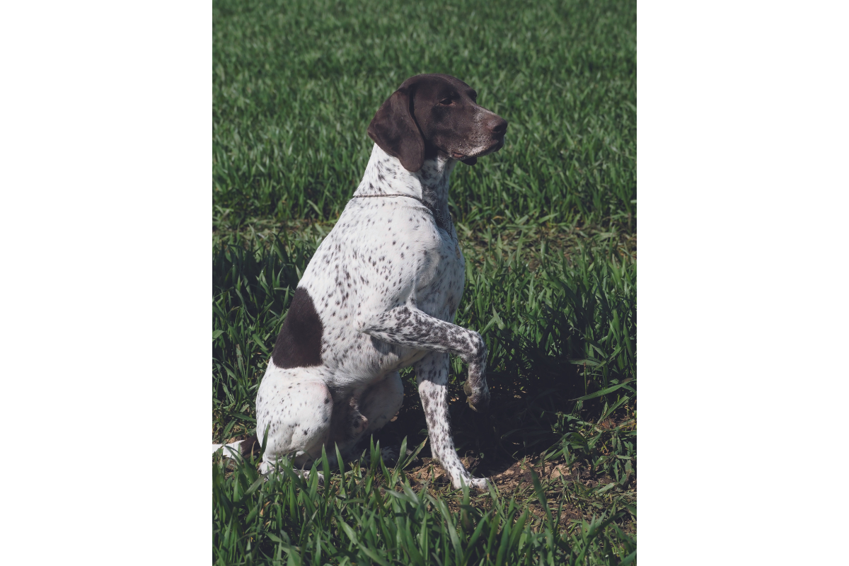 Left or right pawed? Which side does your dog favour?