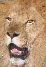 Big cats and the law &#8211; can I shoot them?