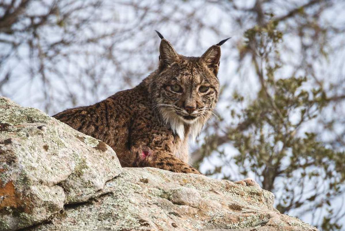Rewilding will lose its support as soon as a dog is killed warns Ray Mears