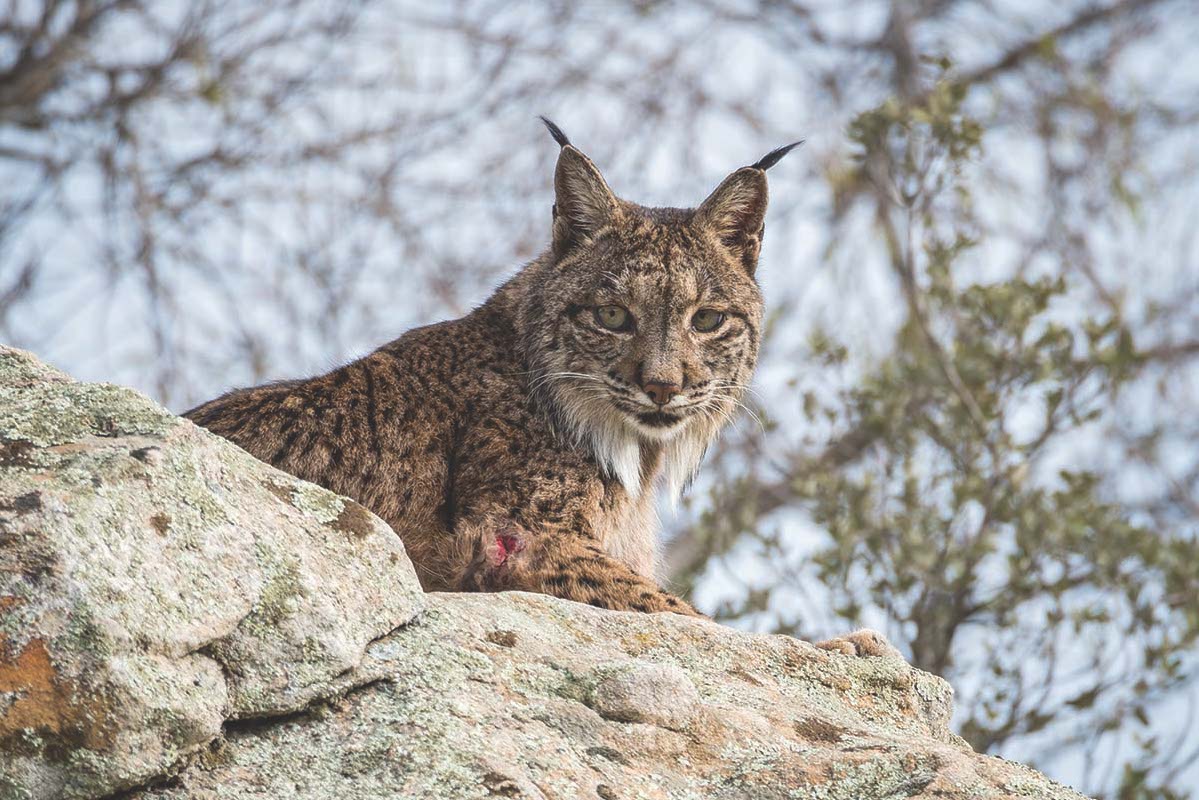 Reintroducing large predators to the UK: the truths that need discussion