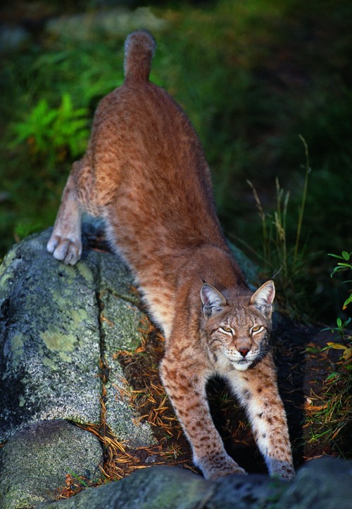 Bring back the missing lynx