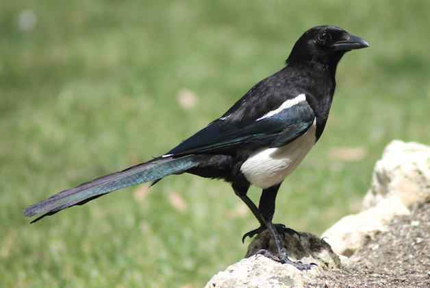 magpie