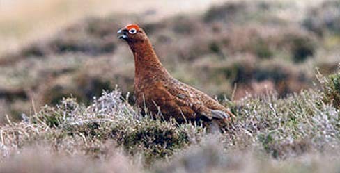 Grouse shooting ban lifted on council moorland