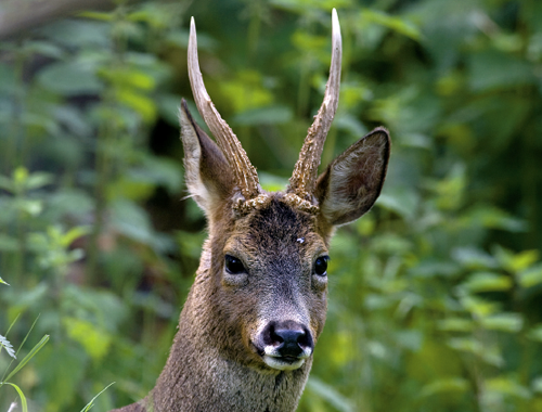 How you can tell if a deer head is of medal proportions?