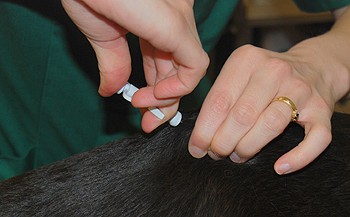 Microchips in dogs to be compulsory