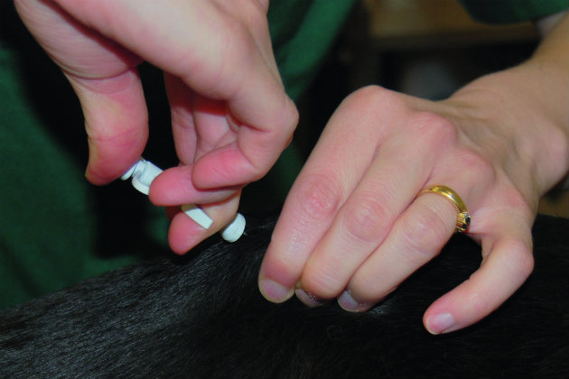 Microchipping dogs becomes law on 6 April