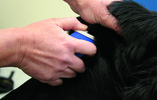 Microchips for working dogs