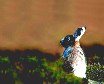 Grouse shooting benefits mountain hares