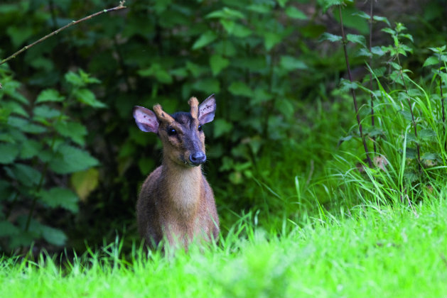 Can you shoot muntjac with air rifles and shotguns?