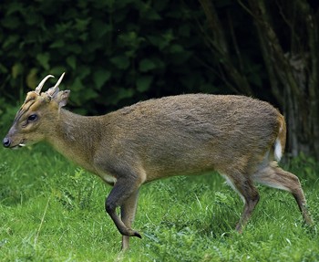 Can you shoot deer with shotguns?