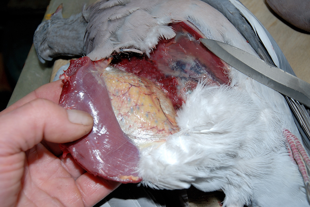 prepare a wood pigeon 