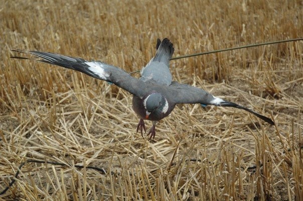 Why would my gundog not pick a flapping pigeon?