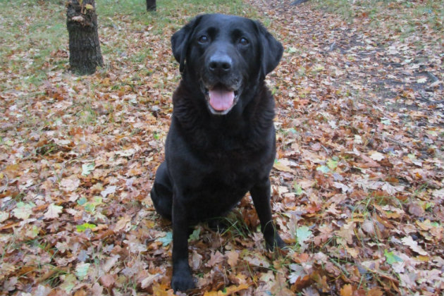 old black Labrador 