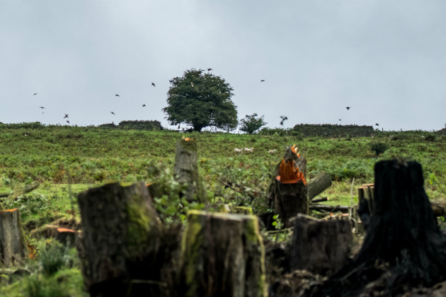 woodland with felled trees