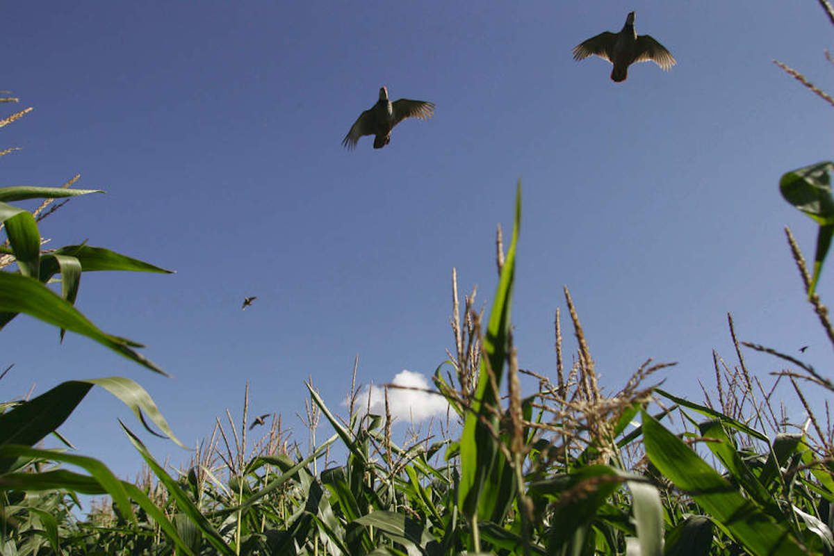 Now Wild Justice starts a legal challenge against Defra
