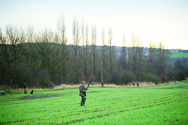 Report shows UK bird numbers halved since 70s
