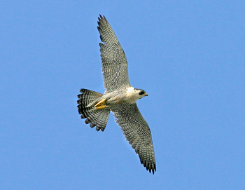 RSPB blames peregrine falcon deaths on shooting community