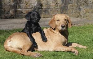 Winter dog discounts