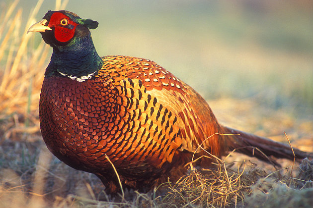 pheasant