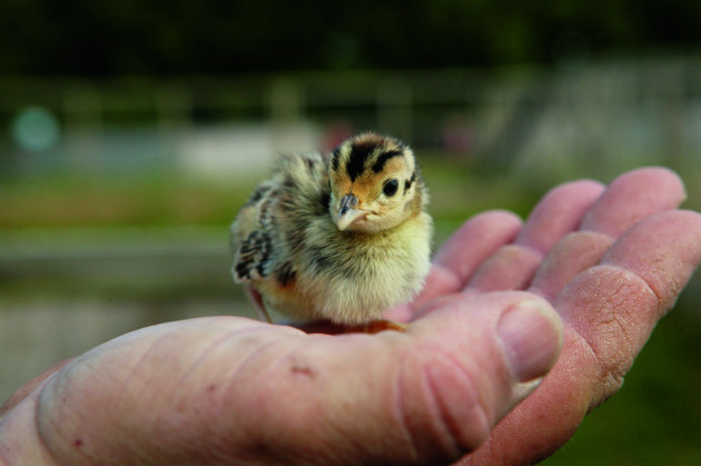 Researchers show how to breed a fitter, stronger pheasant