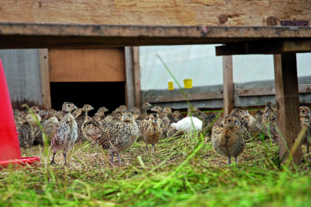 Bird flu warnings 