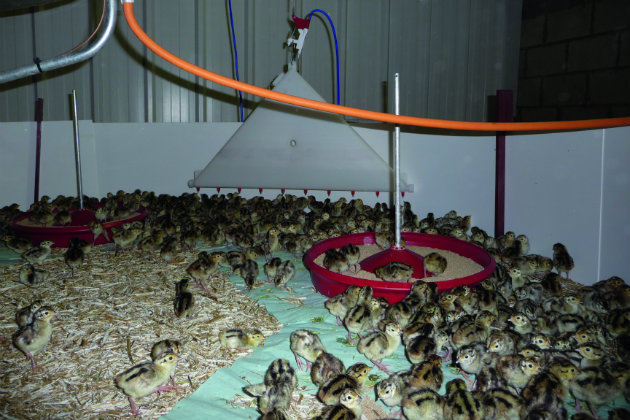 Biosecurity for pheasants 