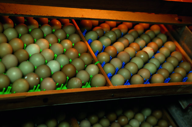 pheasant eggs