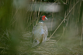 On your shoot: Wandering birds