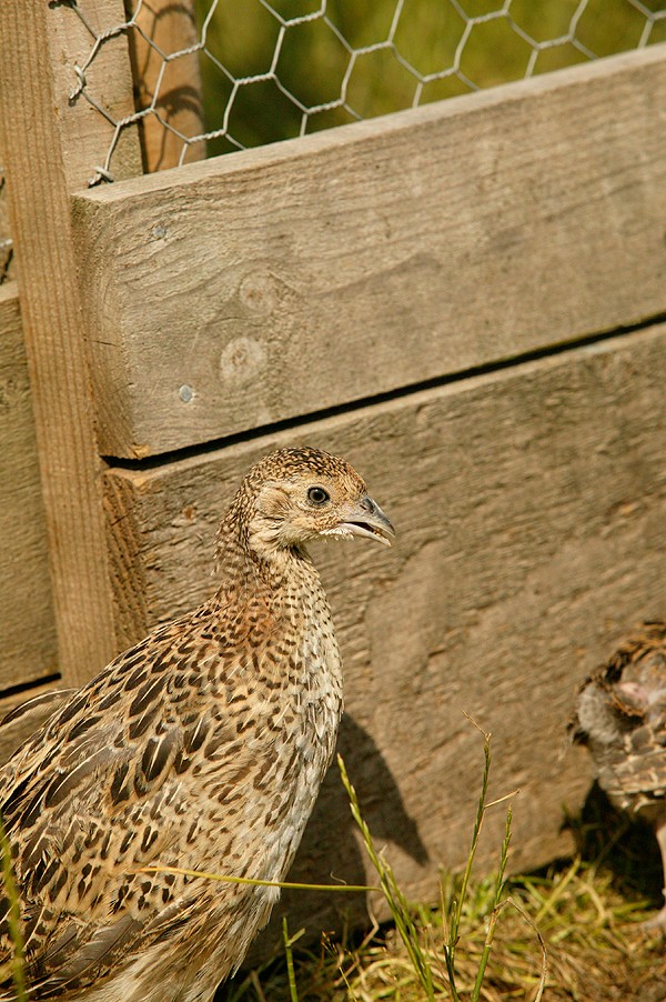 A perfect poult release