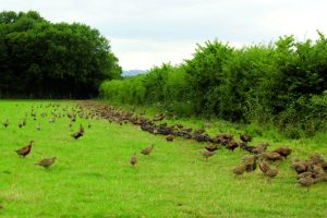 Disgruntled shooter tries to frame Scottish estate 