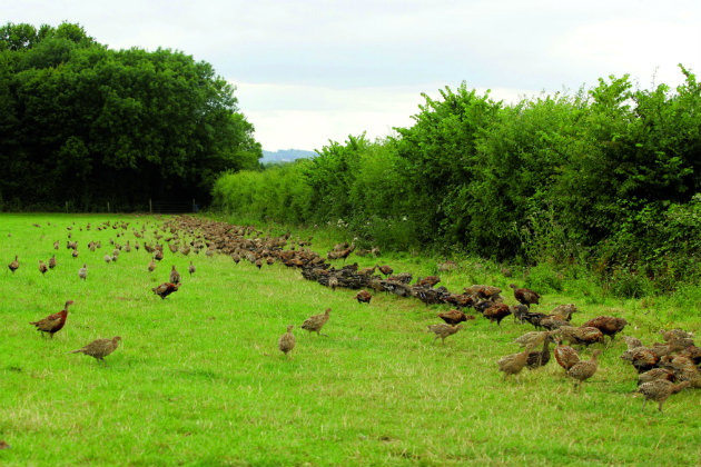 pheasants feeding