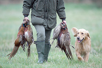 pheasant beater with pheasants 
