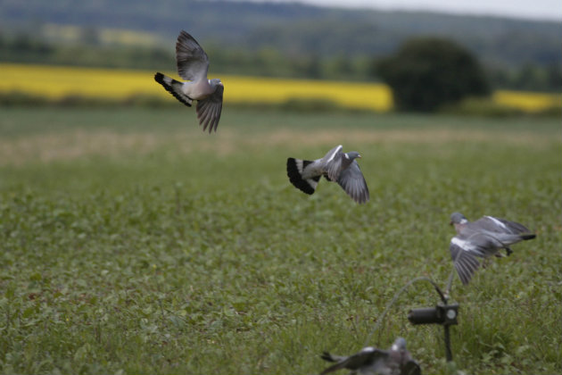 Woodpigeon near rape field 