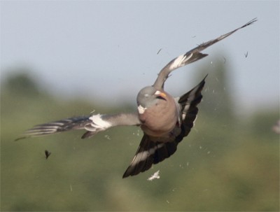 Will pigeon shooting over planted linseed work?