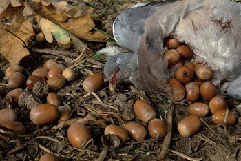 How do I go about shooting pigeon on acorns?