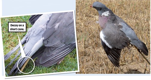 Pigeon shooting on a budget.