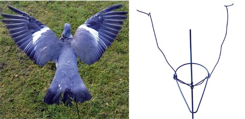 Pigeon shooting on a budget.